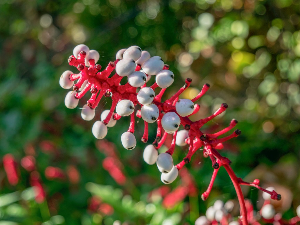 Close-up of the white and white Actaea pachypoda plant with white berries on red stems