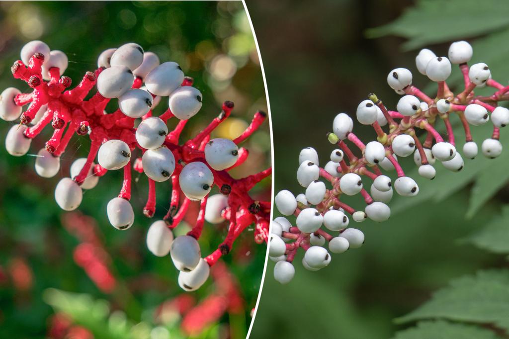 The National Park Service warns of toxic 'nightmare' plant growth across the US